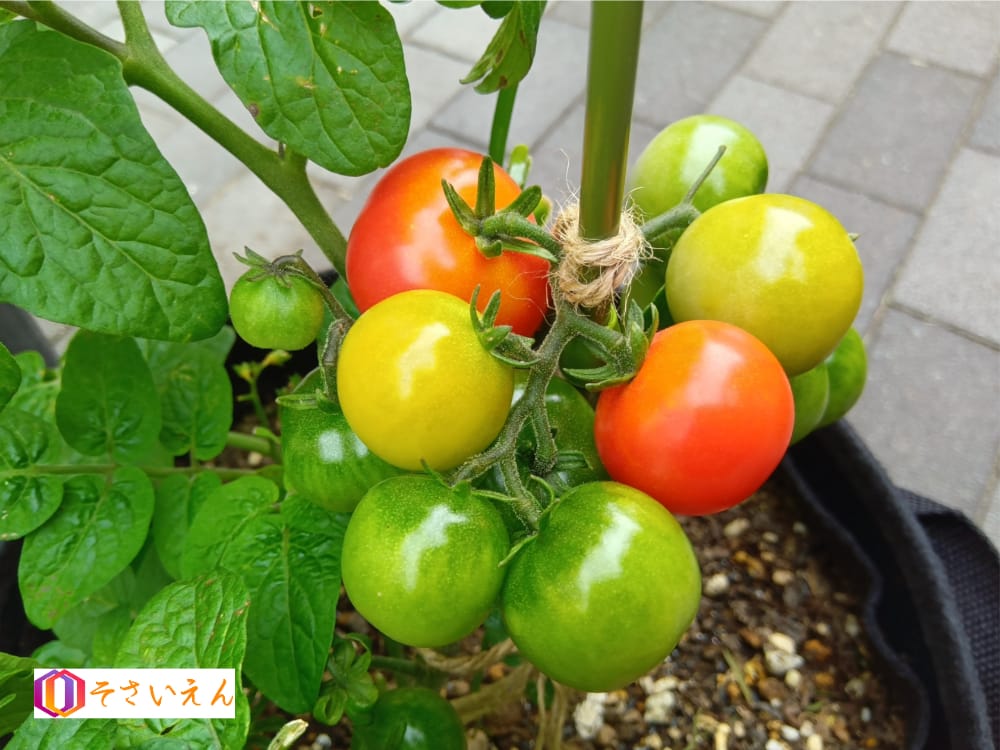 大暑管理と涼やか菜園
