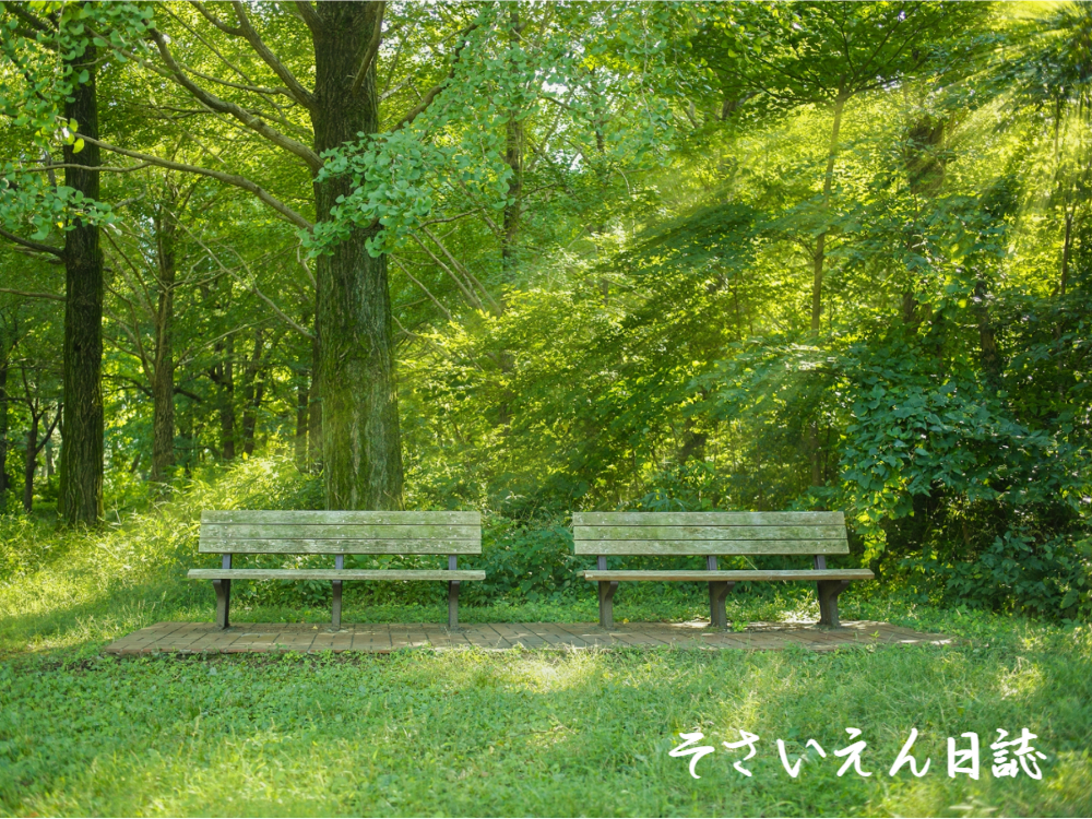 緑の森に刺し込む光