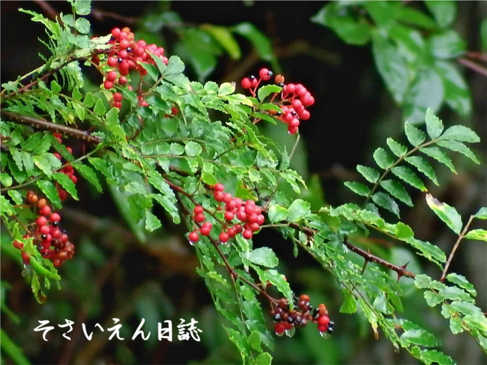 初鰹木の芽 京の初夏味