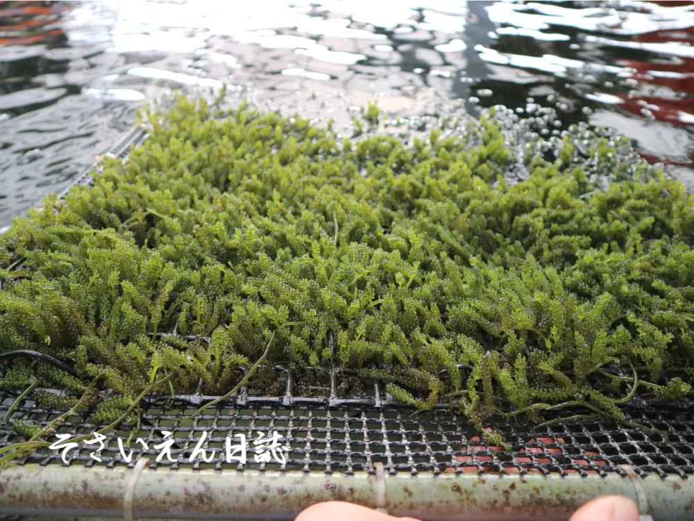 海ぶどう 水面で育つ