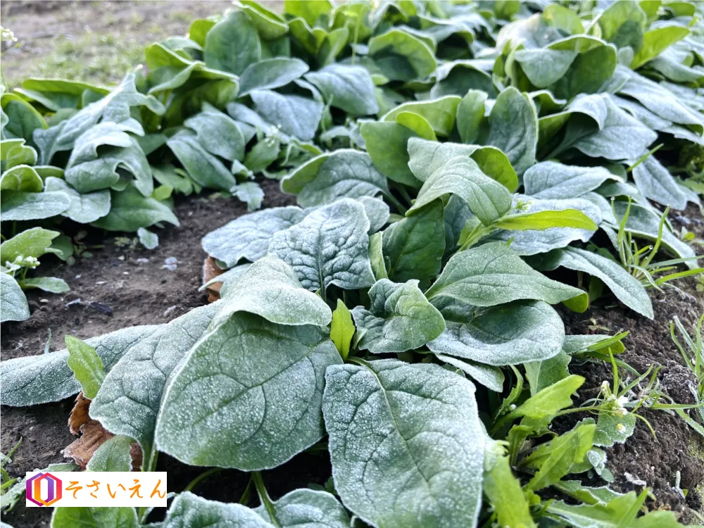 立冬管理と冬畑準備