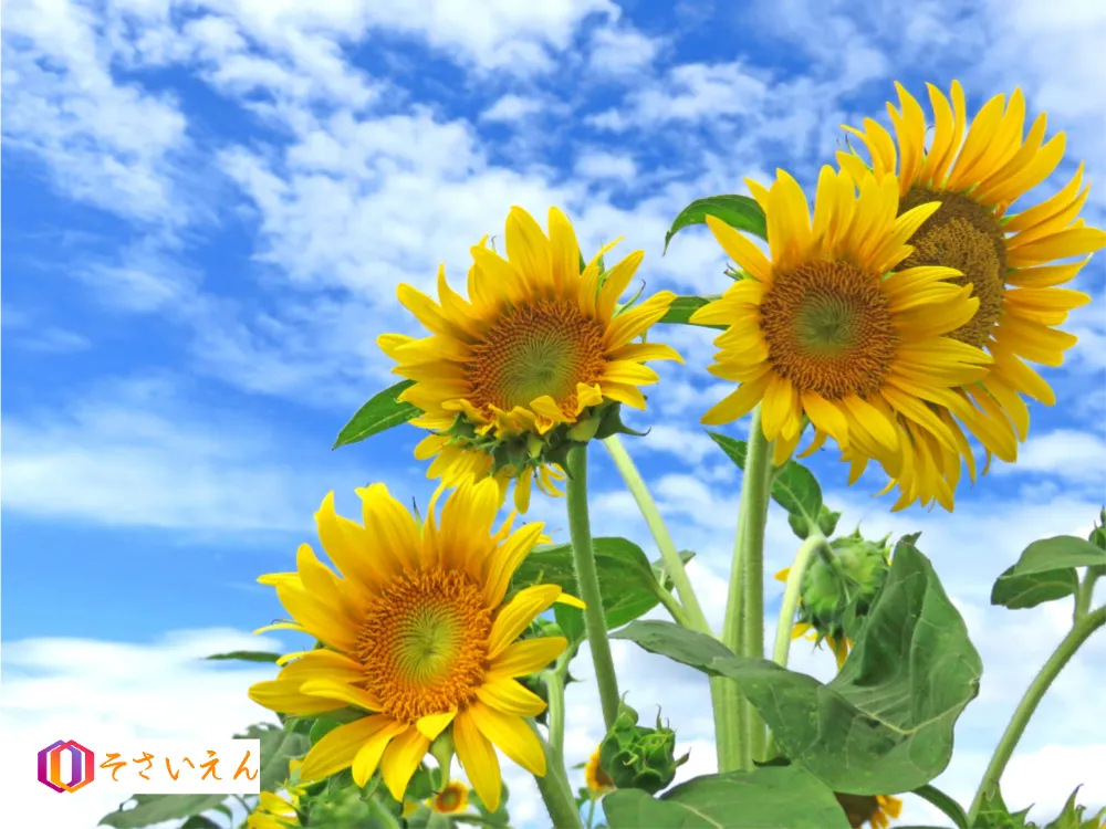 夏空とひまわり