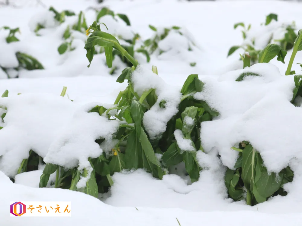 雪の積もったアスパラ菜