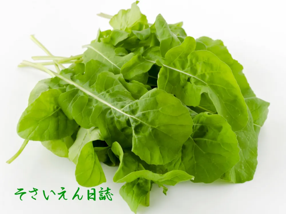 ルッコラ