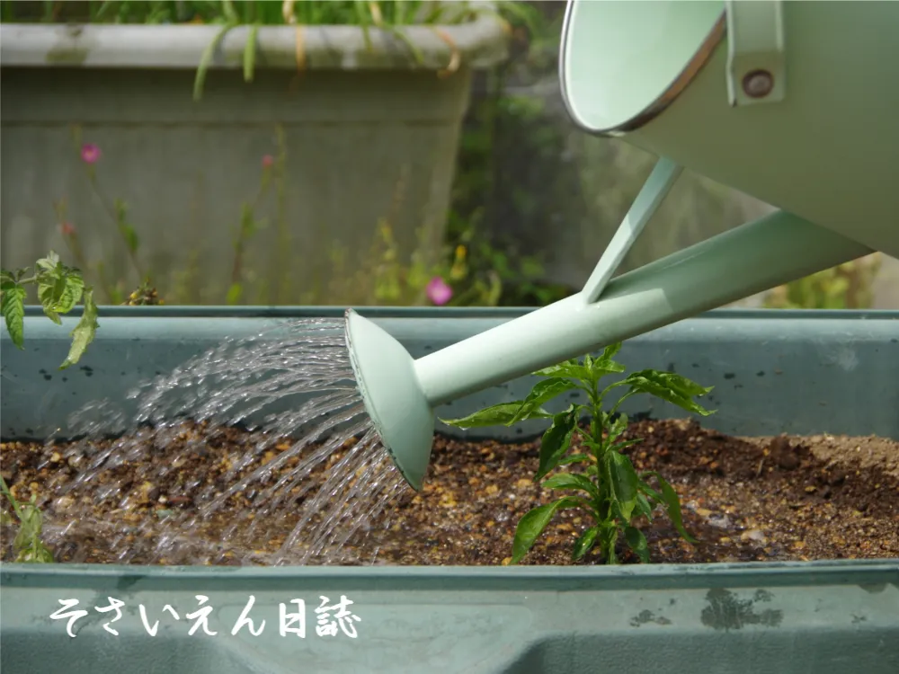 水やり調整 初夏