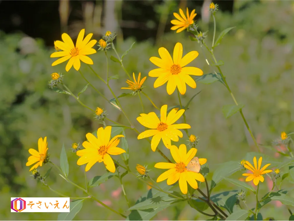 秋分管理と秋畑均整