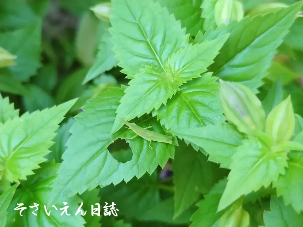 トレニアの葉とオンブバッタ