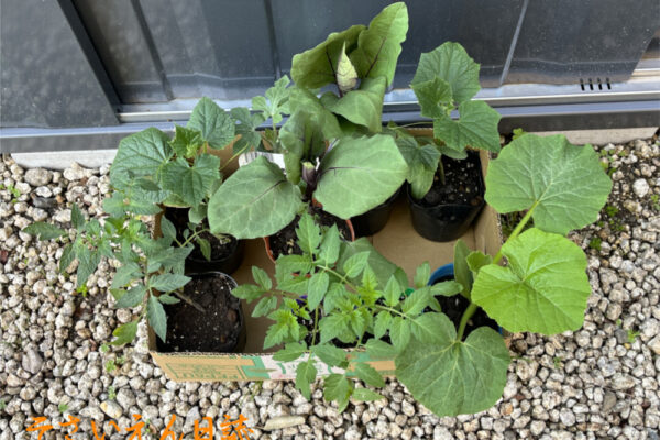 夏野菜の苗