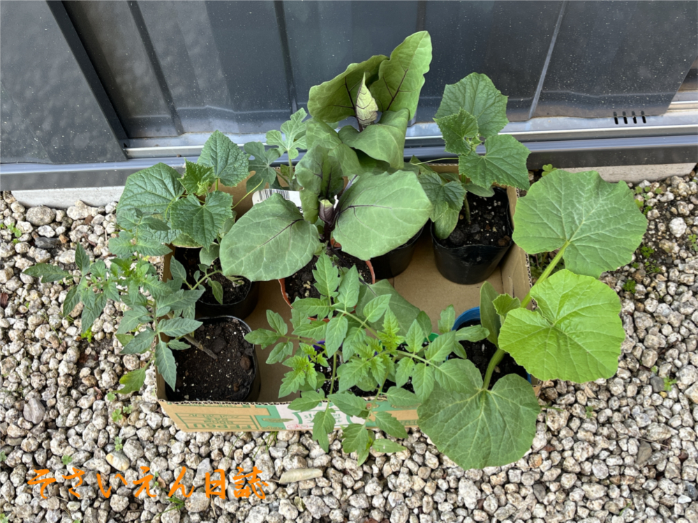 苗選び 夏野菜の基本