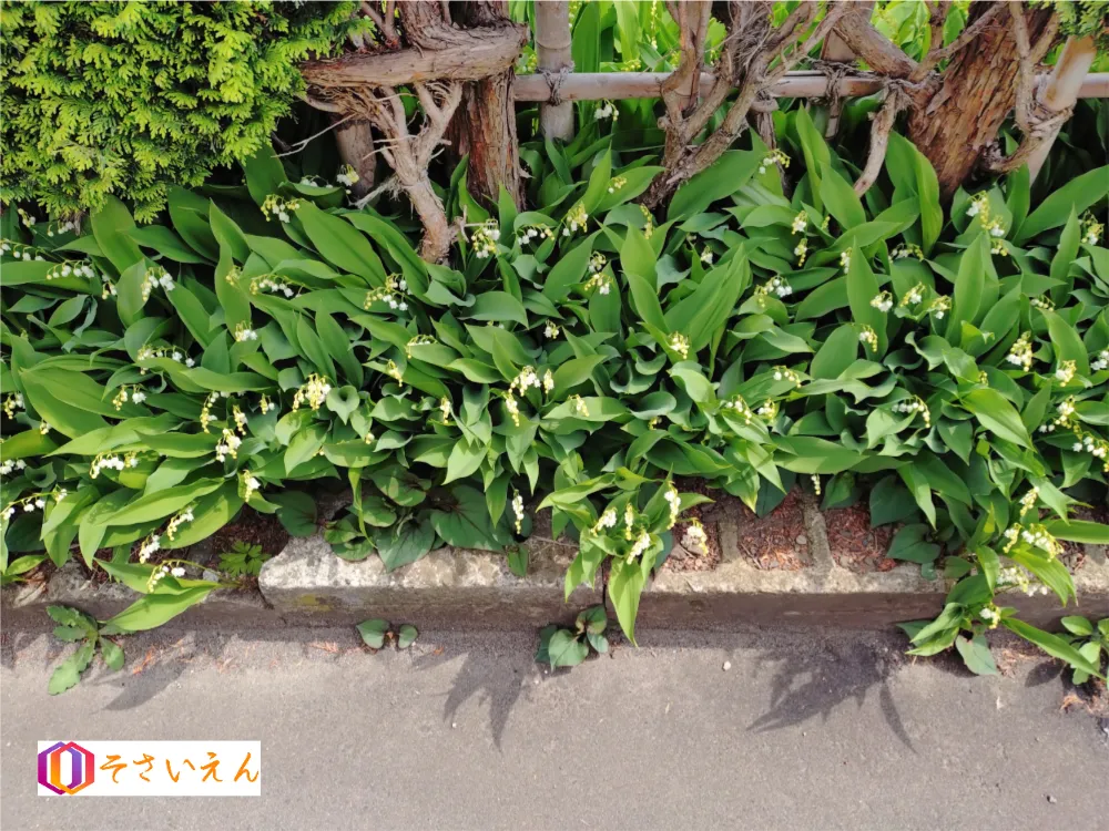 道端に咲くスズランの花