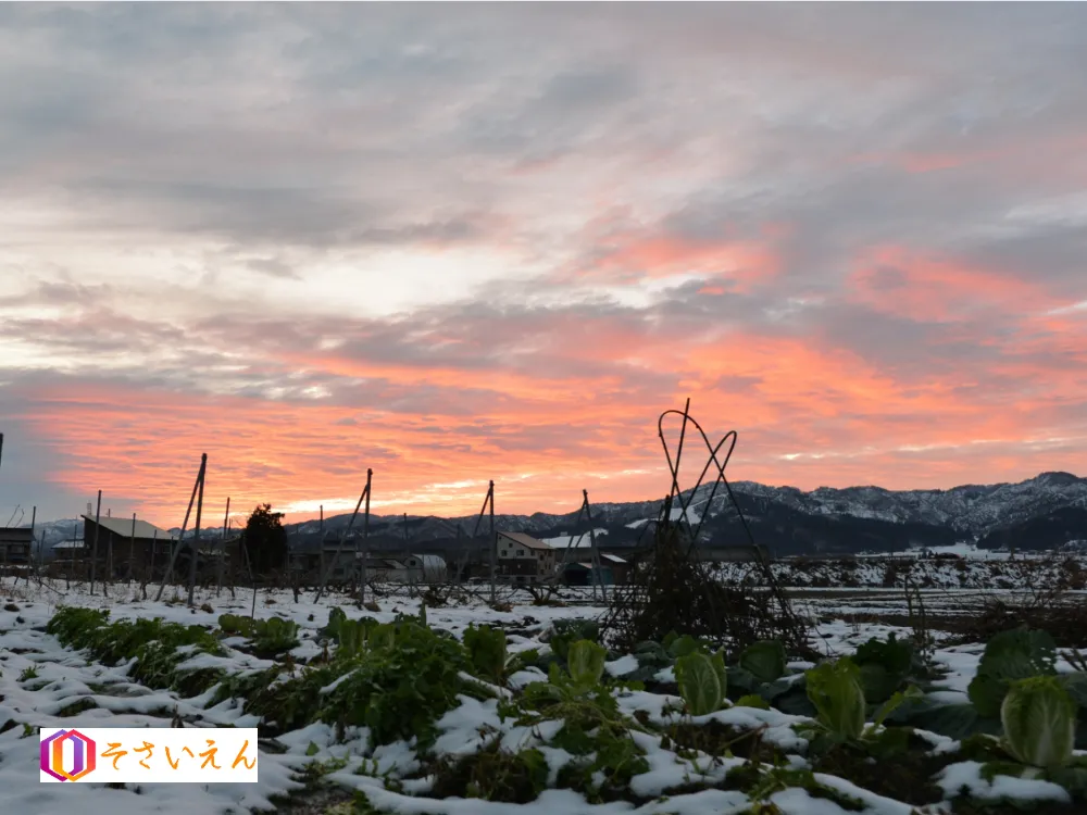 小雪管理と冬畑支度