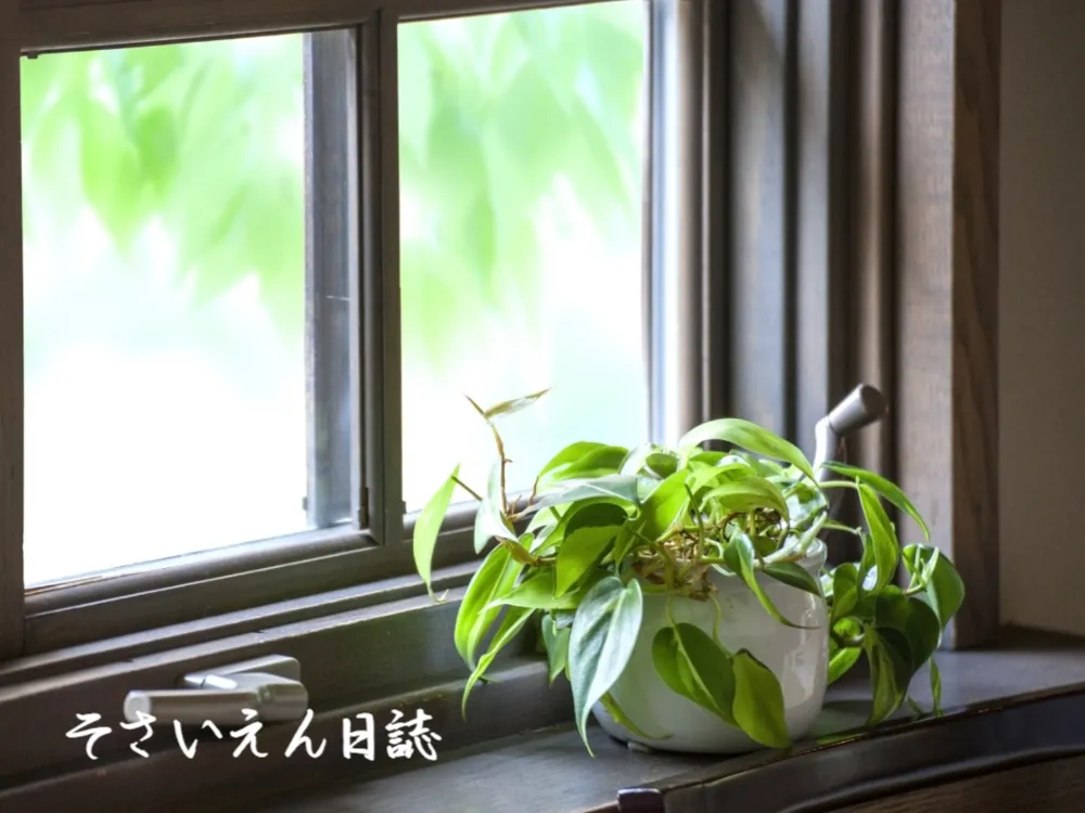 新緑の窓辺