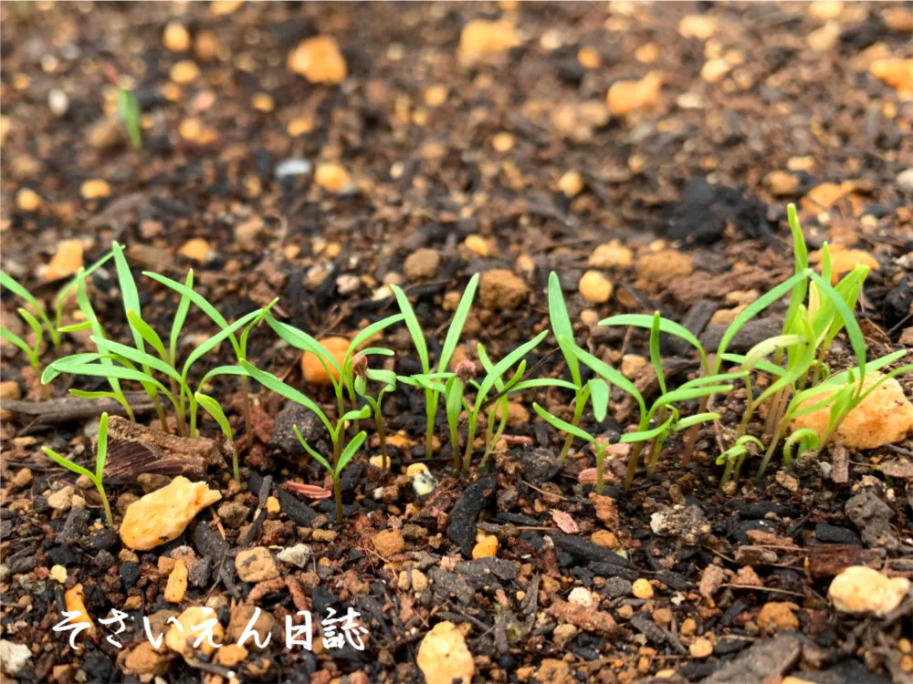 発芽直後のにんじんの赤ちゃん
