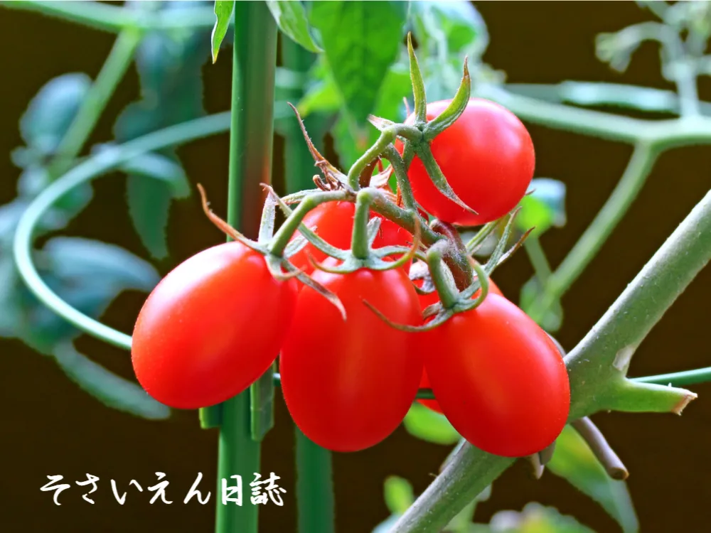 芽の育て方 成長サポート術