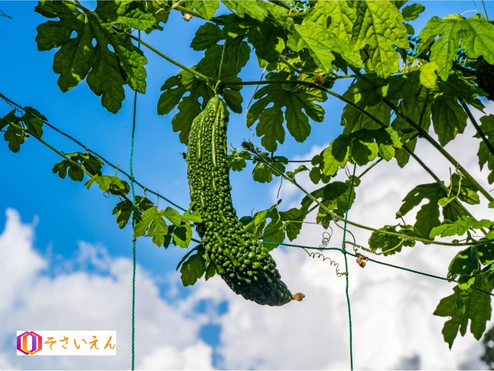 夏の青空と支柱に結ぶゴーヤ