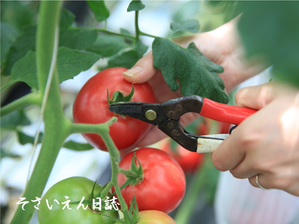 ハサミで摘み取る