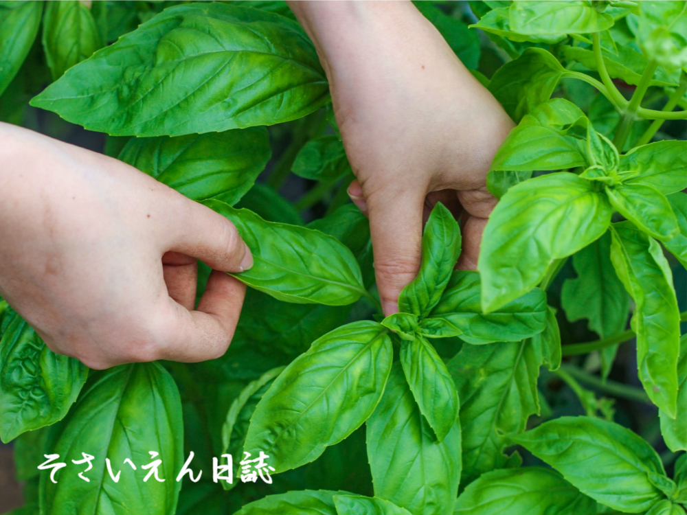 バジルの葉を収穫する