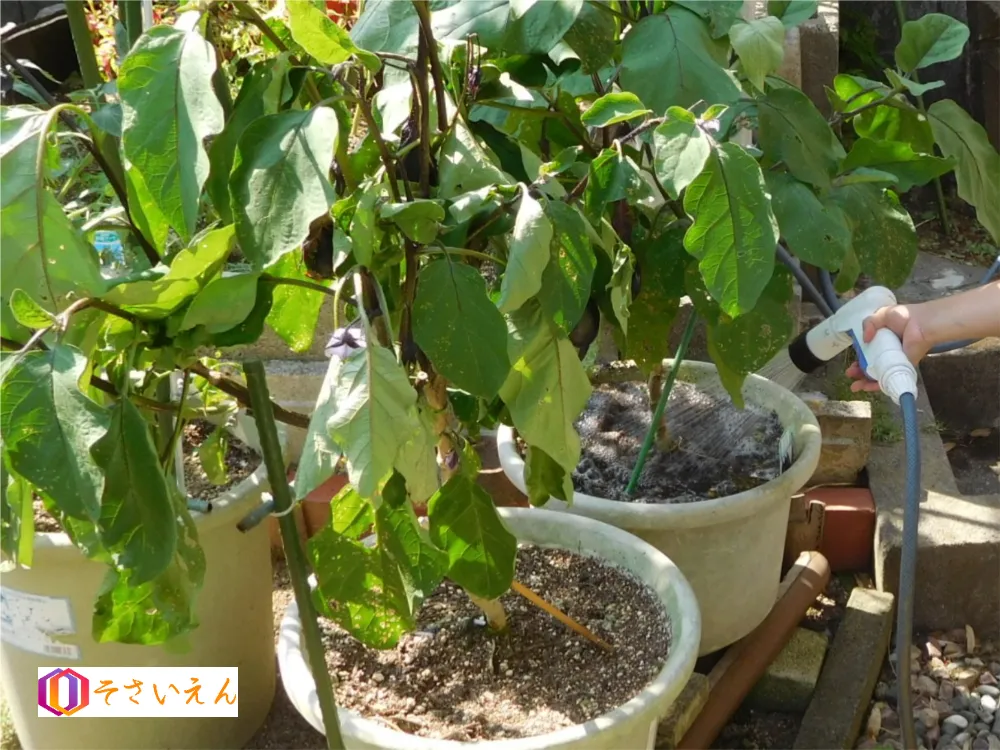 鉢植えナスの水やり