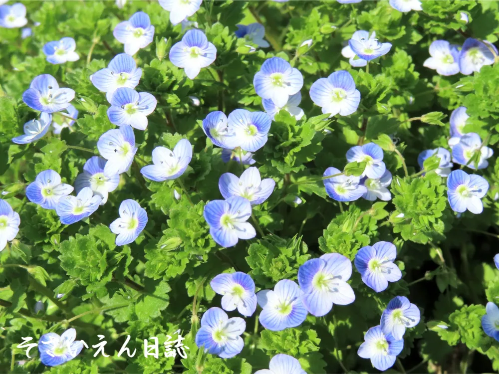 春の野に出て野の花を探す
