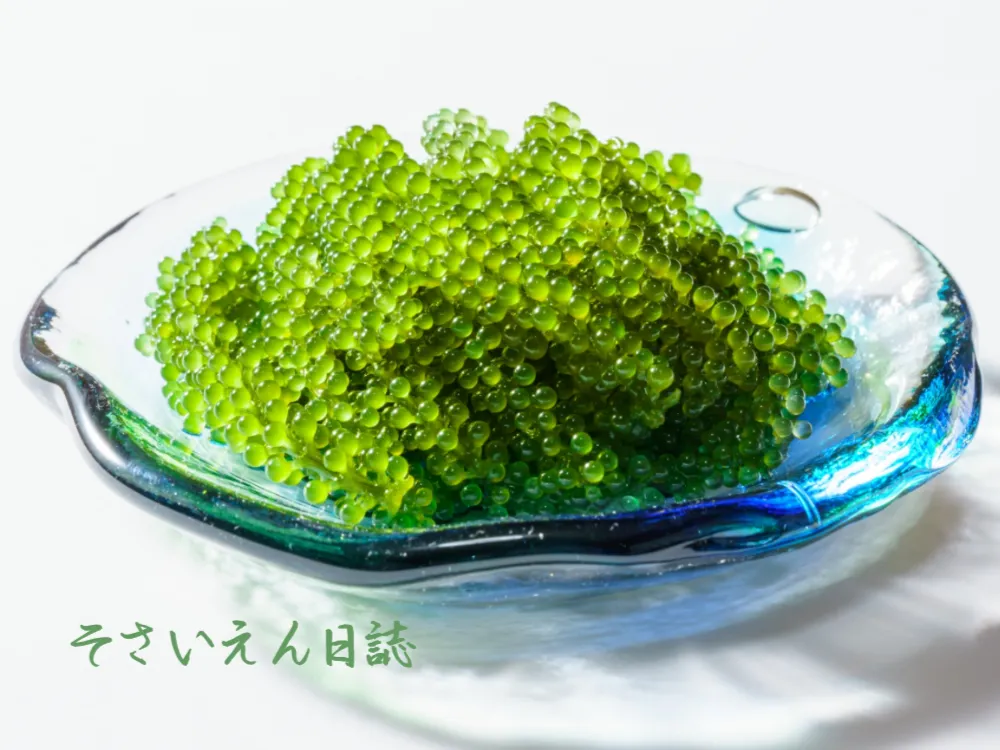 海ぶどう
