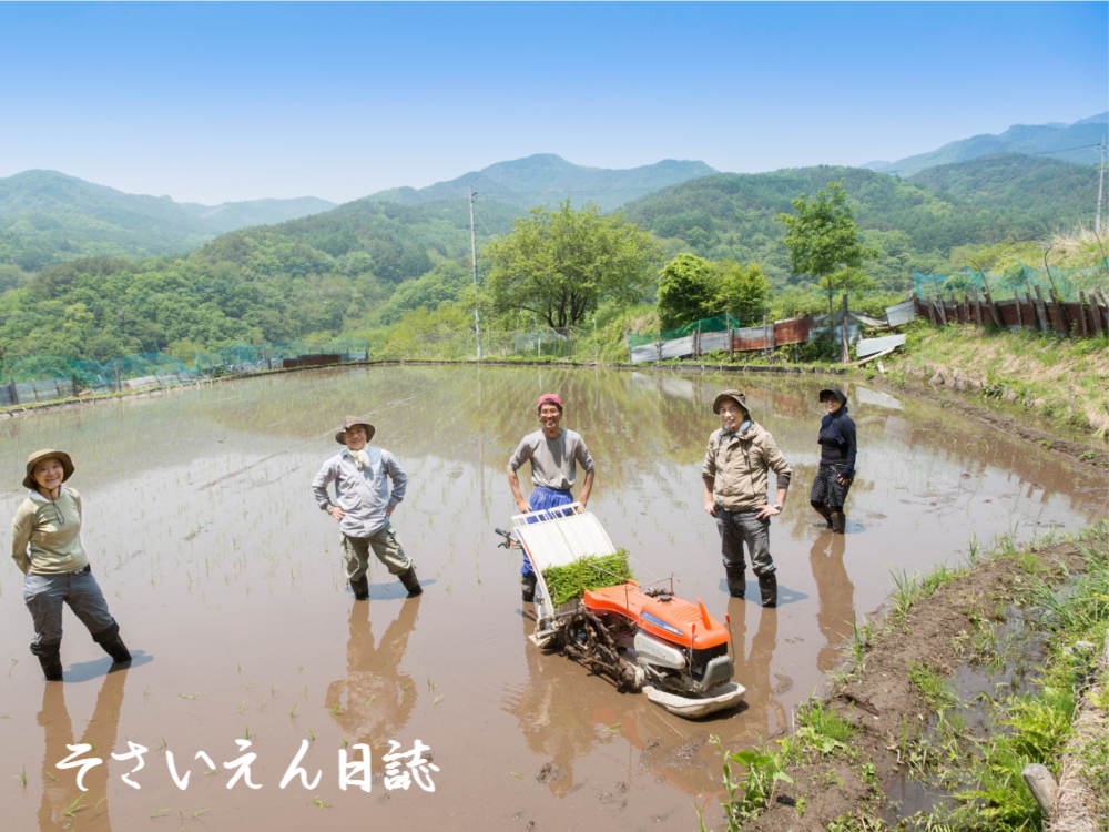 田植えをする